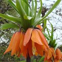 Fritillaria imperialis fleur